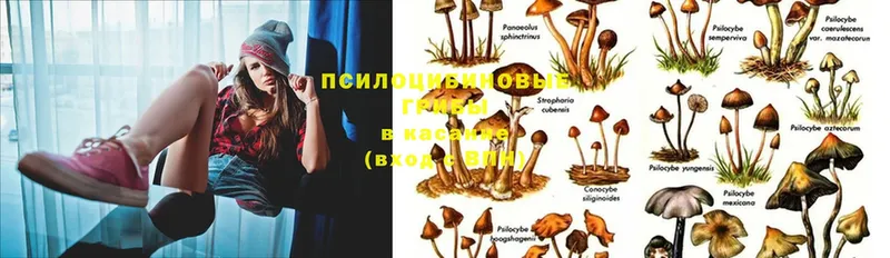 наркотики  Клин  Галлюциногенные грибы Magic Shrooms 